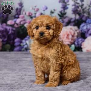 Caramell, Cavapoo Puppy
